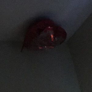 Meet your Posher, Manuela